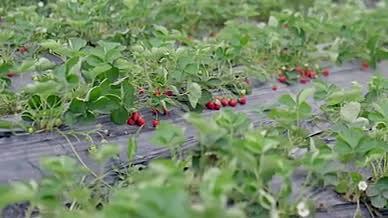 4K实拍草莓园采摘画面视频素材视频的预览图